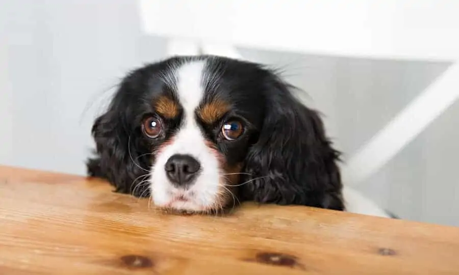 DIA DO CACHORRO